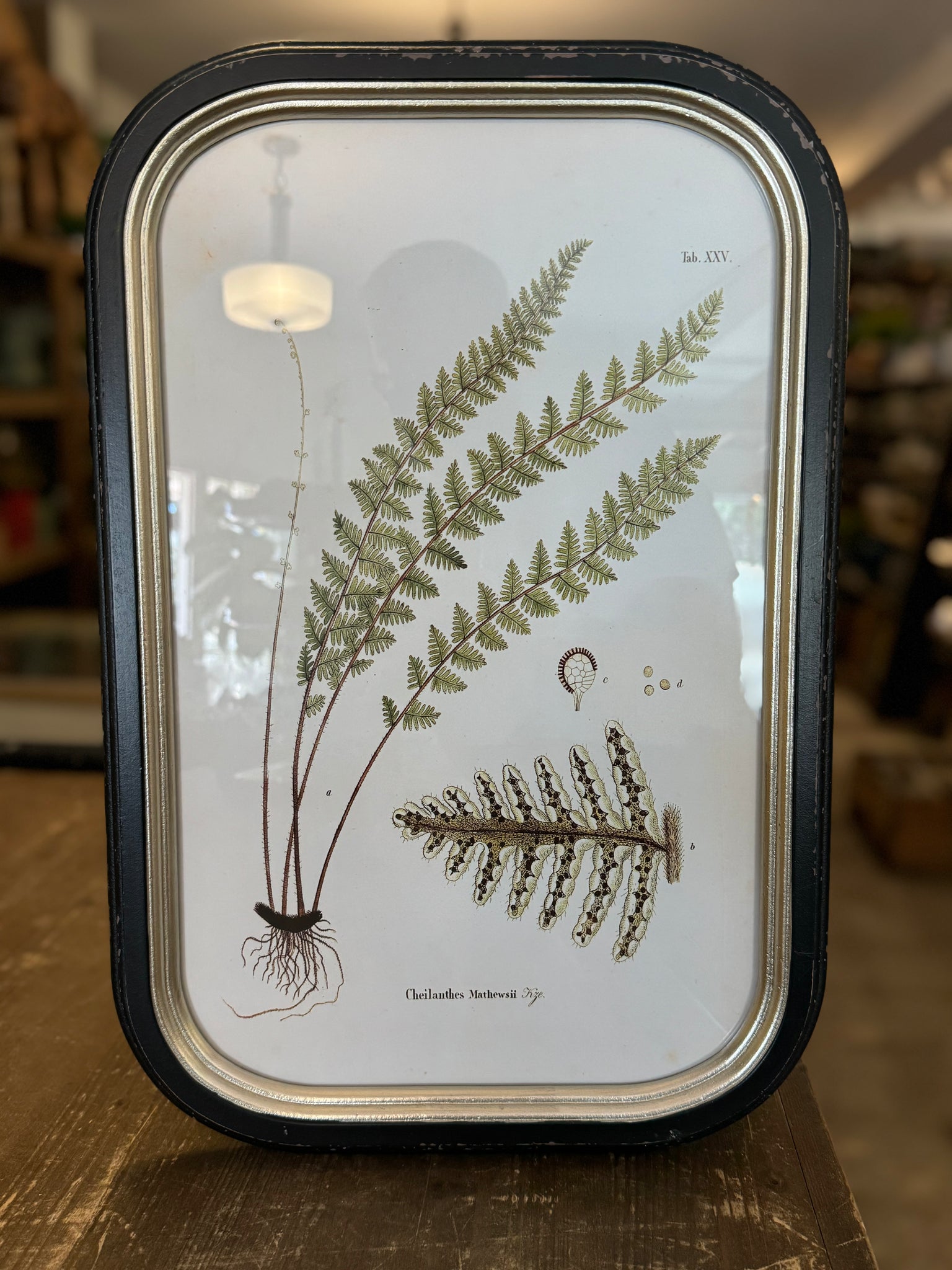 Framed Wall Décor w/ Fern Fronds Image