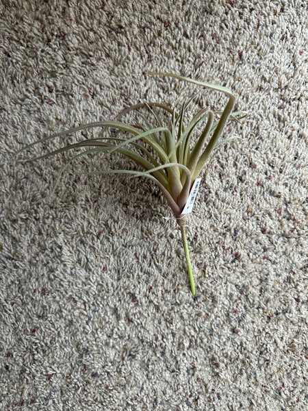 9" Faux Green/Red Airplant