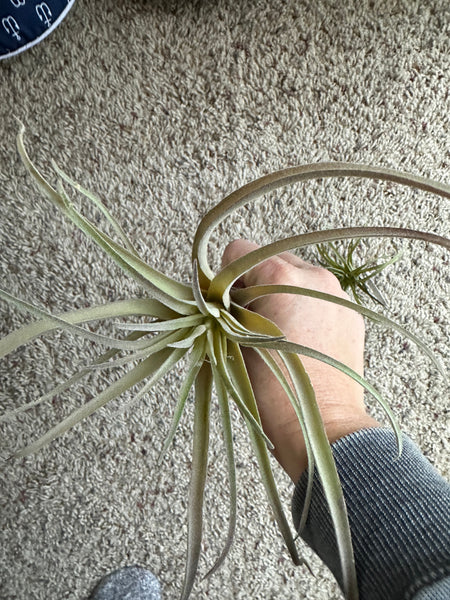 9" Faux Green/Red Airplant