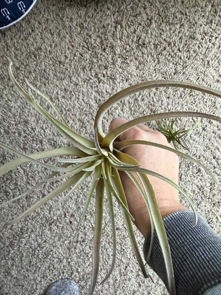 9" Faux Green/Red Airplant