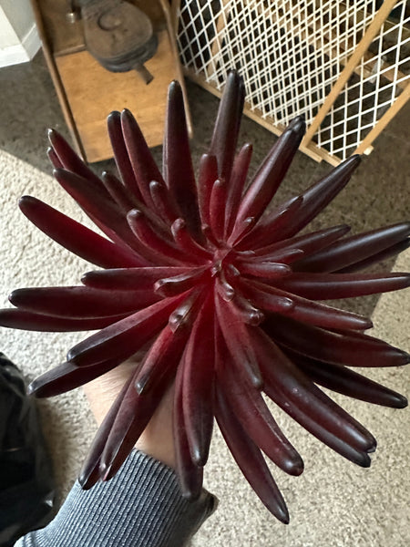 12" Faux Aeonium Stem