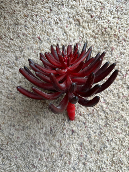 12" Faux Aeonium Stem