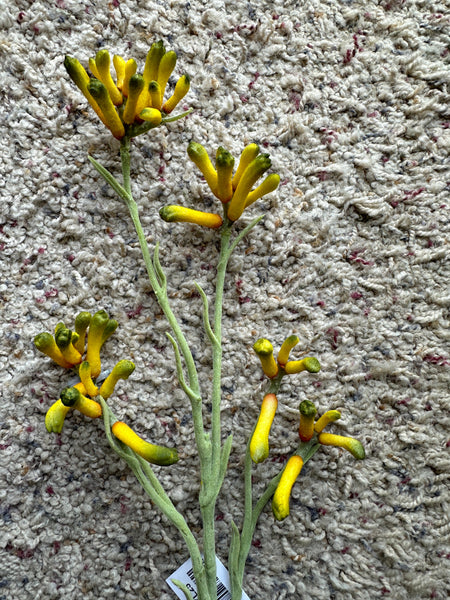 26" Faux Kangaroo Paw Stem