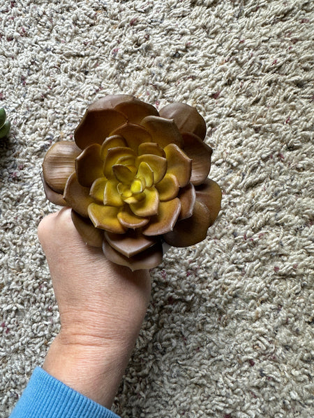 5" Succulent