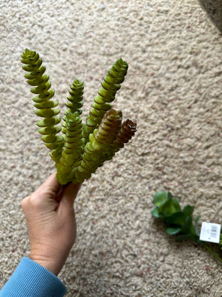 11" Faux Succulent