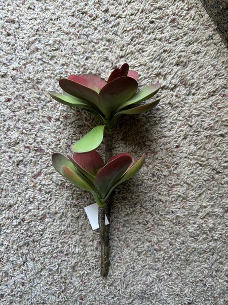 12" Dusty Red Echeveria Stem