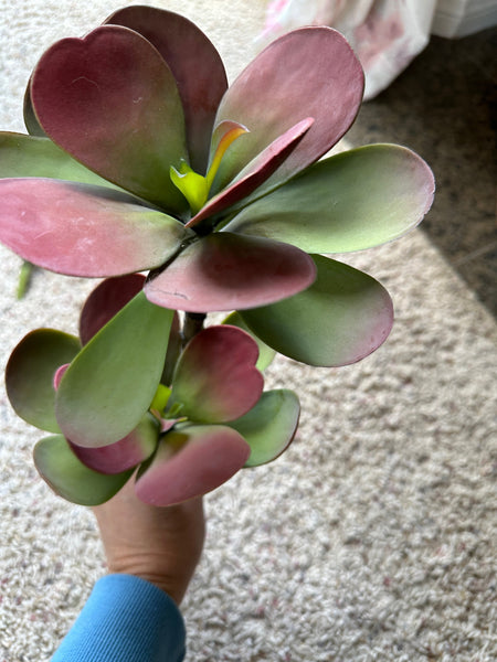 12" Dusty Red Echeveria Stem