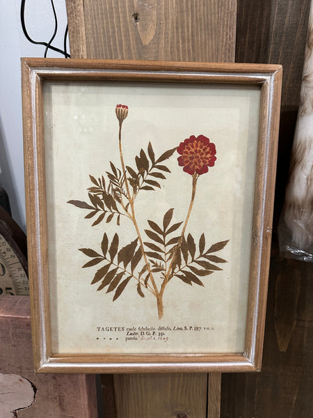 Wood Framed Glass Wall Décor w/ Botanical*