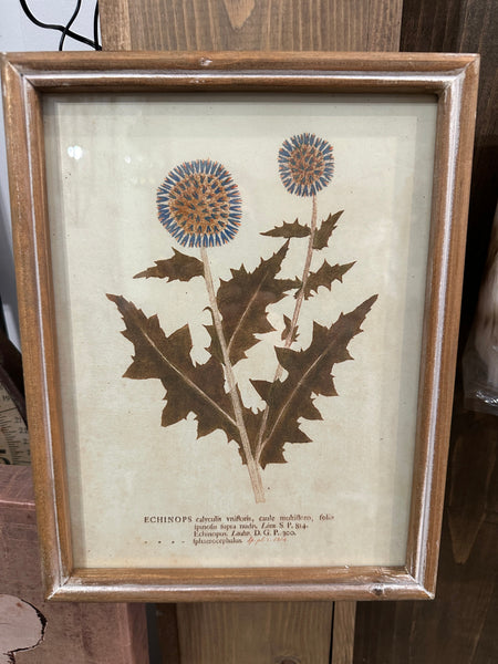 Wood Framed Glass Wall Décor w/ Botanical*