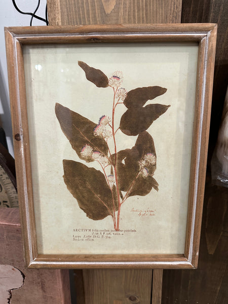 Wood Framed Glass Wall Décor w/ Botanical*