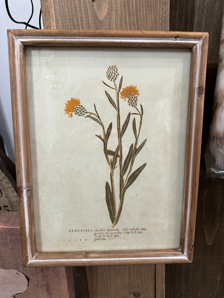 Wood Framed Glass Wall Décor w/ Botanical*