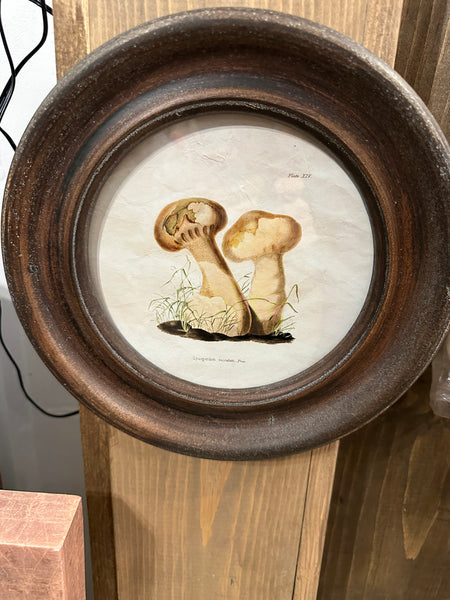 Framed Vintage Reproduction Wall Décor w/ Mushrooms Image