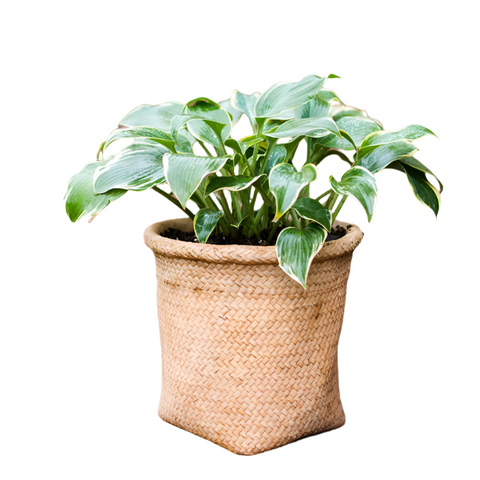 Basket Style Concrete Planter