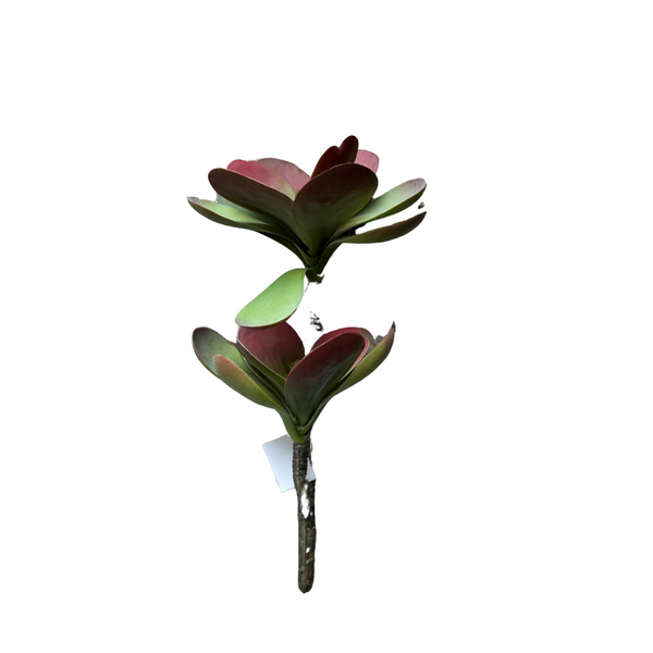 12" Dusty Red Echeveria Stem