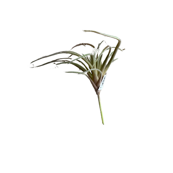 9" Faux Green/Red Airplant