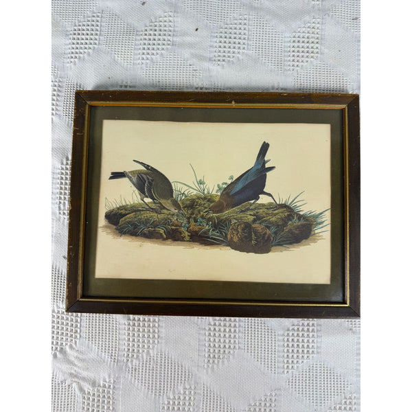 Vintage Framed John James Audubon Print Cow-Pen Bird Or Cowbird Wildlife Art