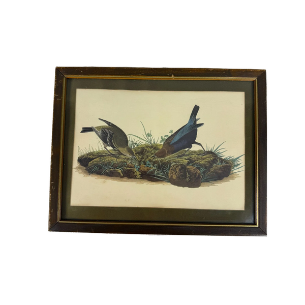 Vintage Framed John James Audubon Print Cow-Pen Bird Or Cowbird Wildlife Art. A framed vintage bird illustration print showing two birds perched on a nest, set in a dark brown wooden frame on a textured white fabric background.