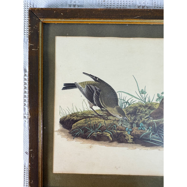Vintage Framed John James Audubon Print Cow-Pen Bird Or Cowbird Wildlife Art