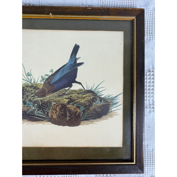 Vintage Framed John James Audubon Print Cow-Pen Bird Or Cowbird Wildlife Art