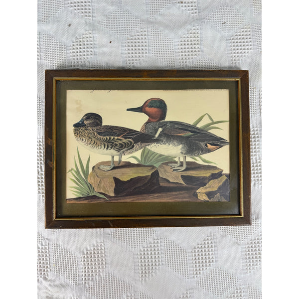 Vintage Framed John James Audubon Print Green Winged Teal Ducks Wildlife Art . A framed vintage natural history illustration of two ducks on a light-colored textured fabric background.