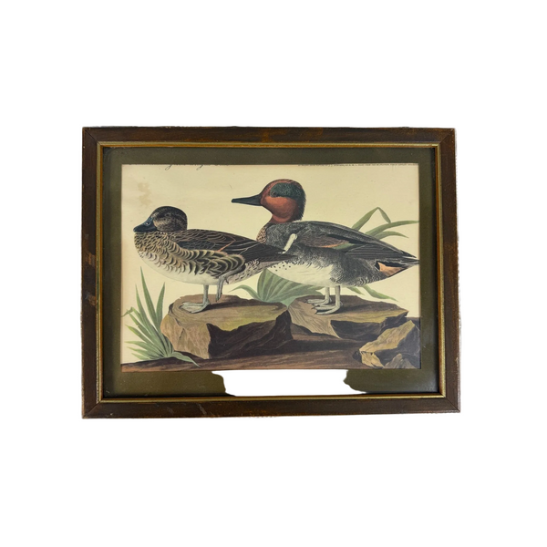 Vintage Framed John James Audubon Print Green Winged Teal Ducks Wildlife Art