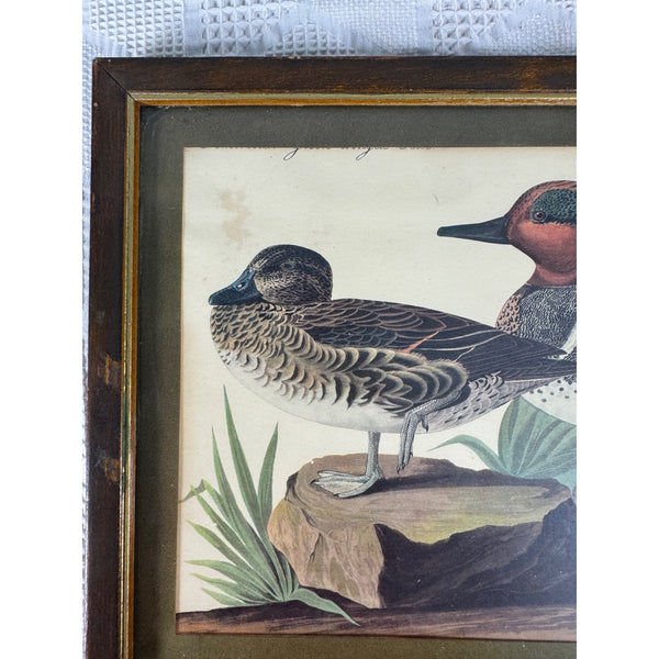 Vintage Framed John James Audubon Print Green Winged Teal Ducks Wildlife Art