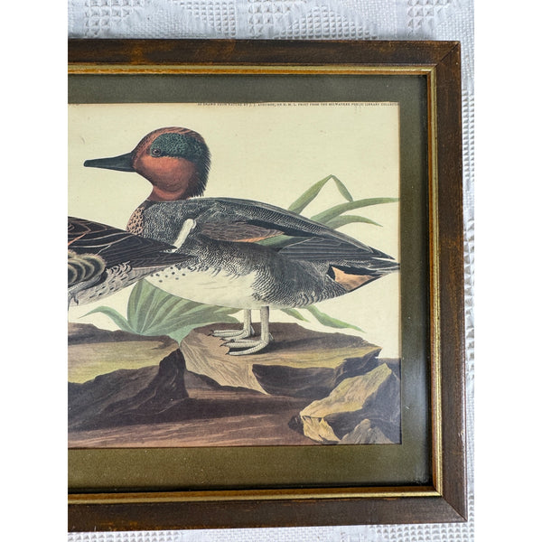 Vintage Framed John James Audubon Print Green Winged Teal Ducks Wildlife Art
