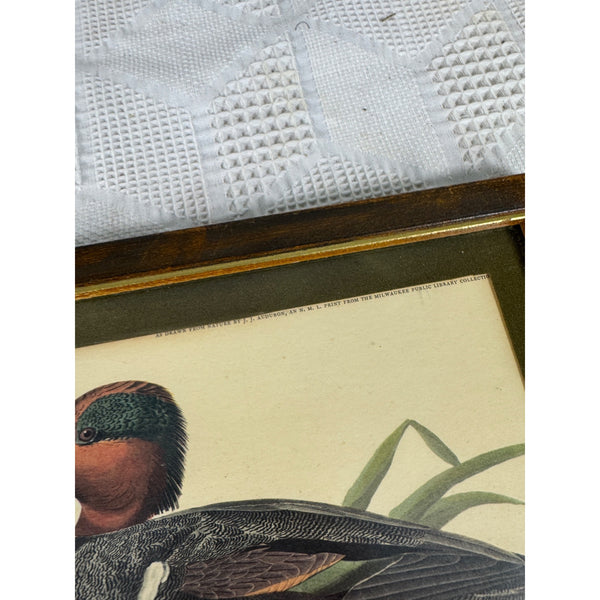 Vintage Framed John James Audubon Print Green Winged Teal Ducks Wildlife Art