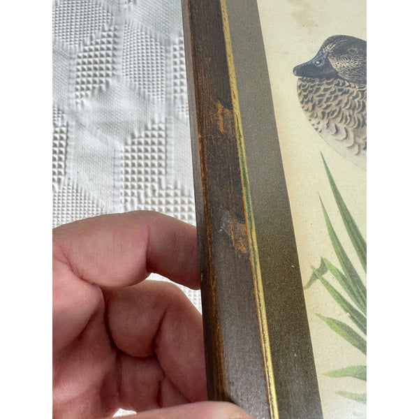 Vintage Framed John James Audubon Print Green Winged Teal Ducks Wildlife Art