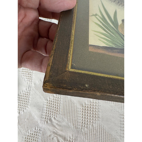Vintage Framed John James Audubon Print Green Winged Teal Ducks Wildlife Art