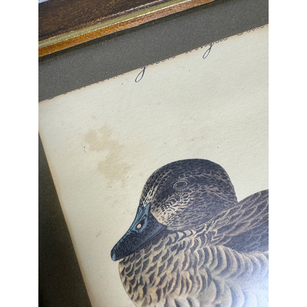 Vintage Framed John James Audubon Print Green Winged Teal Ducks Wildlife Art