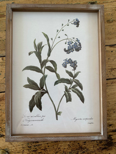 Blue Botanical Framed Prints