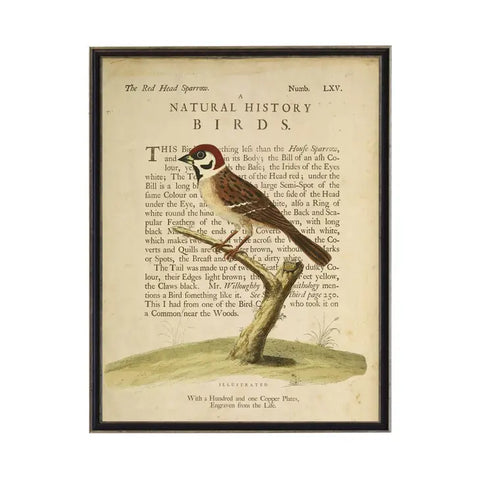 The Red Head Sparrow bookplate