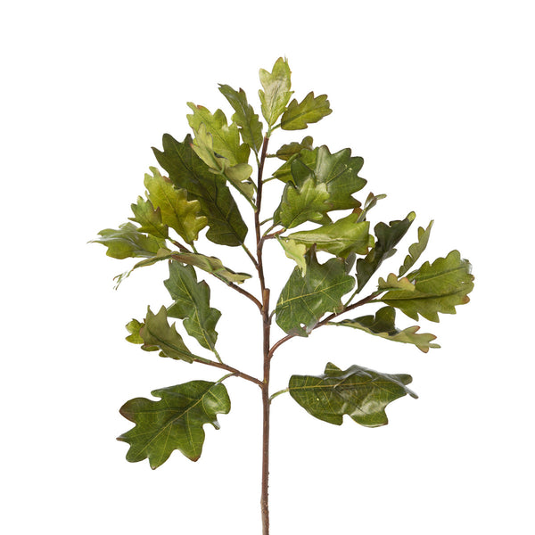 Oak Leaf Stem