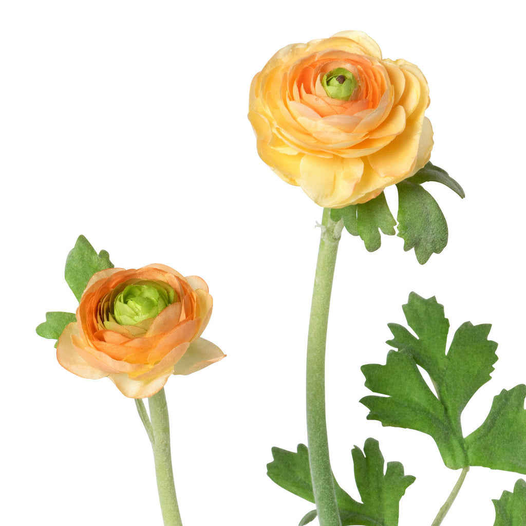 Ranunculus Stem – Loved Homestead